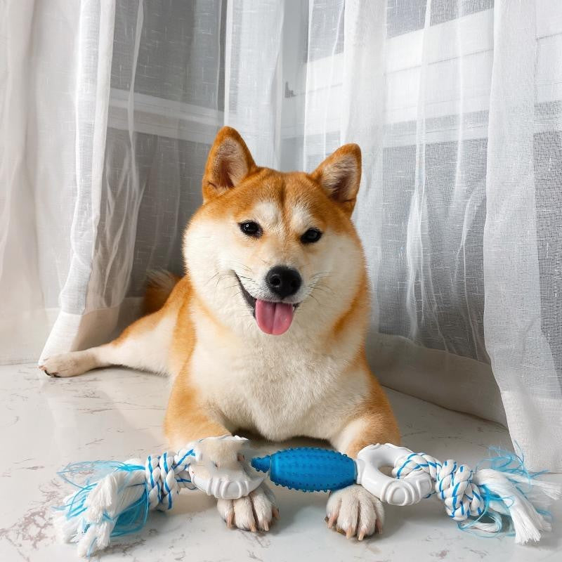 Interaction With The Same Shiba Inu Molar Training Toy