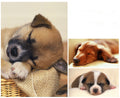Small And Medium-Sized Dog Pet Nest