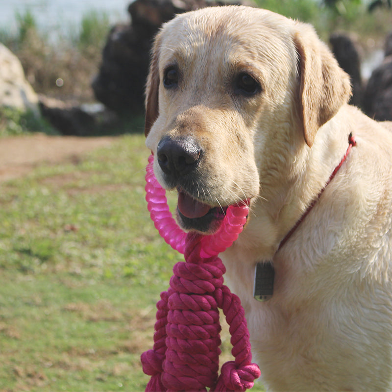 Big Dog Interactive Knot Toy