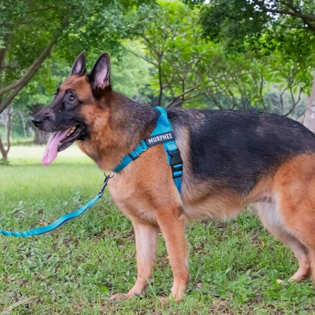 Easy-To-Cover Lightweight Dog Chest Strap and Hand Rope