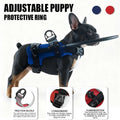 Amazon Bestseller Anti-Collision Collar With Leash For Blind Pets