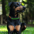 Led Display Collar Dog Harness