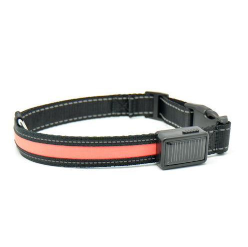 Fluorescent Dog Collar
