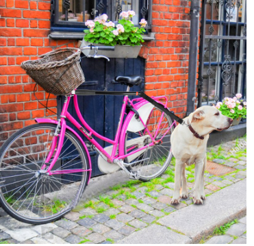 Bicycle Dog Walking Leash