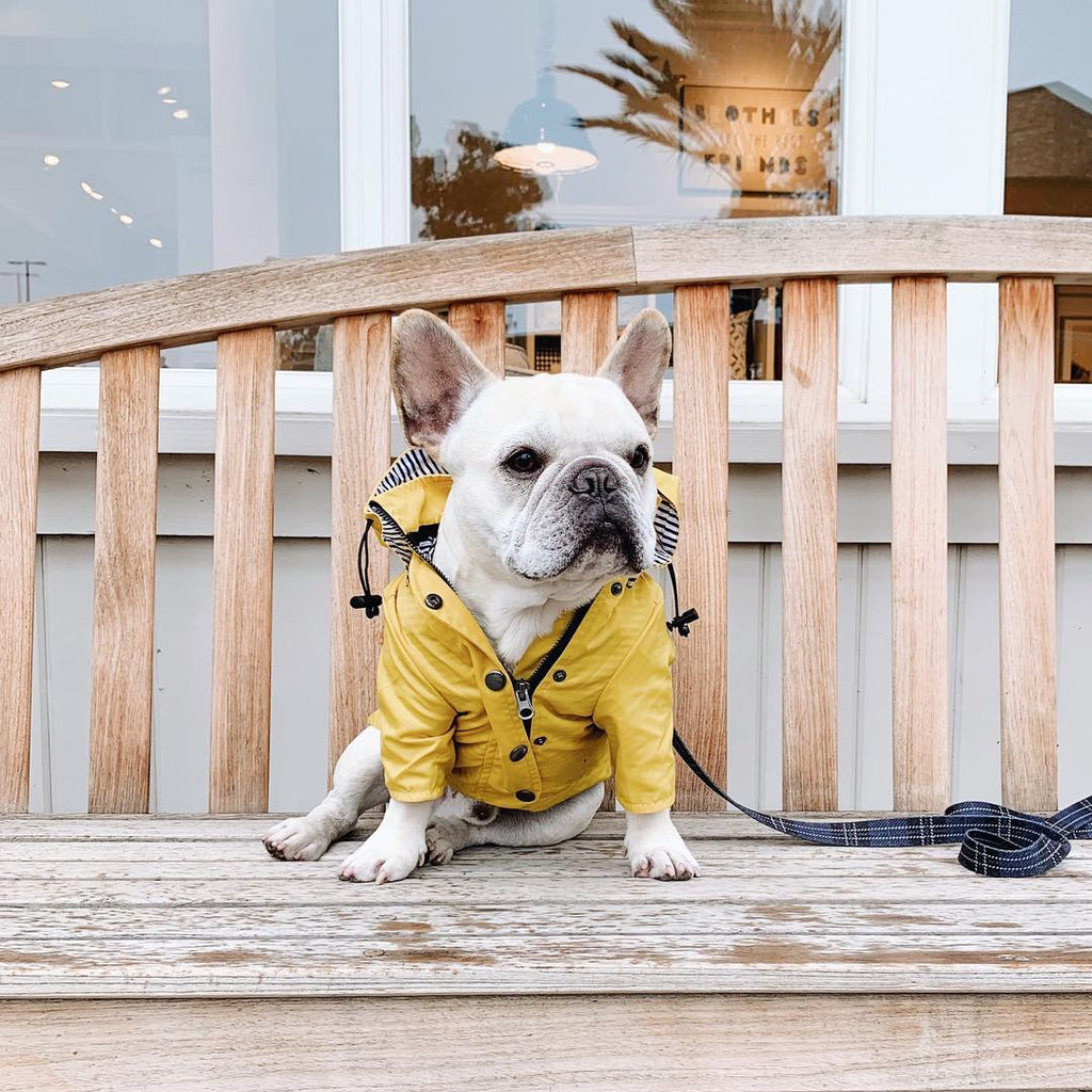 Windproof Waterproof Dog Raincoat