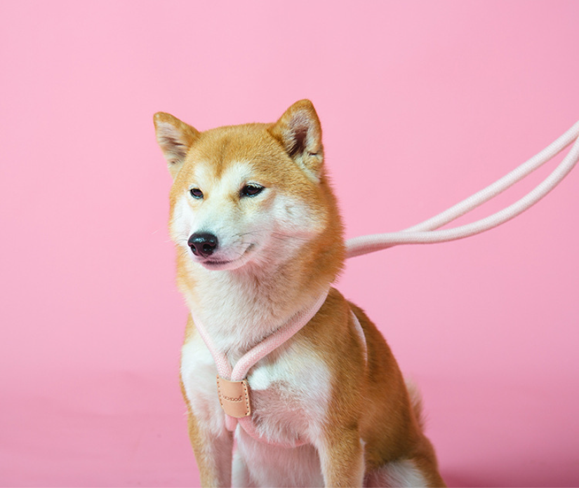 Pet Dual-Purpose Integrated Round Rope Dog Leash