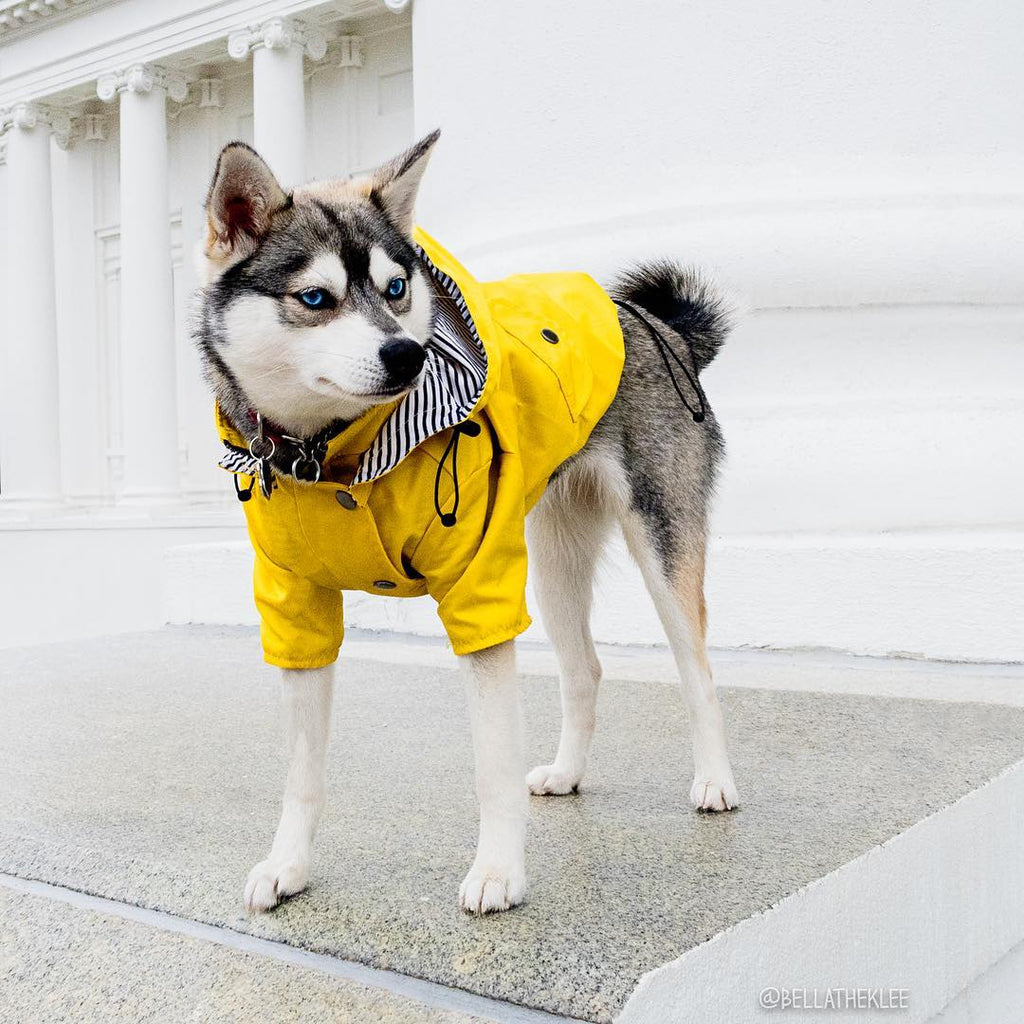 Windproof Waterproof Dog Raincoat