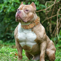 Fashion Protective Anti-Bite Collar Dog Chain