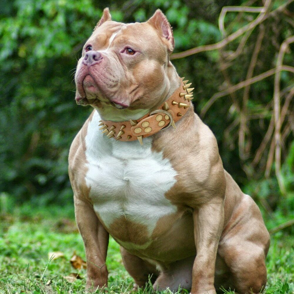 Fashion Protective Anti-Bite Collar Dog Chain