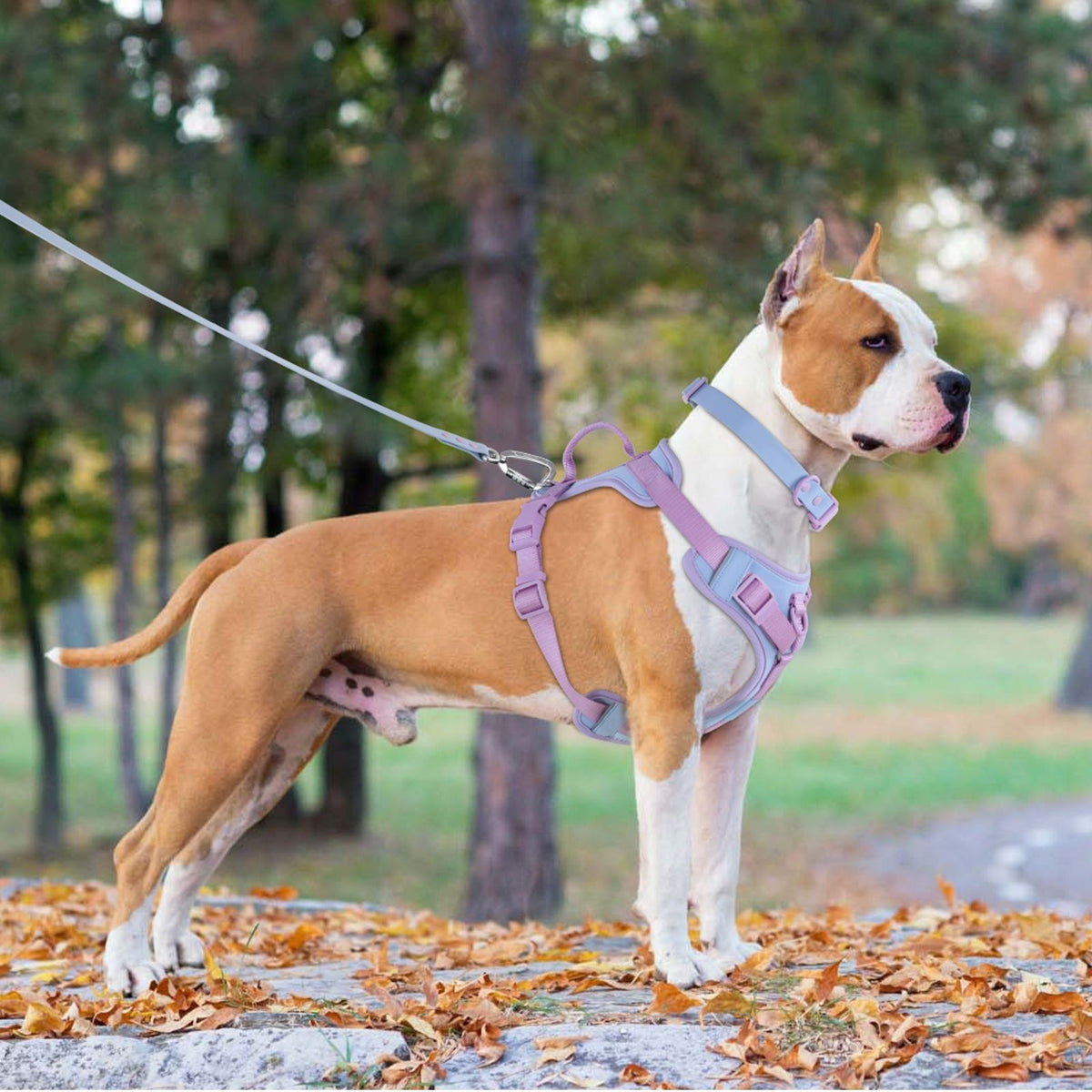 Hand-Holding Rope Dog Chest Leash