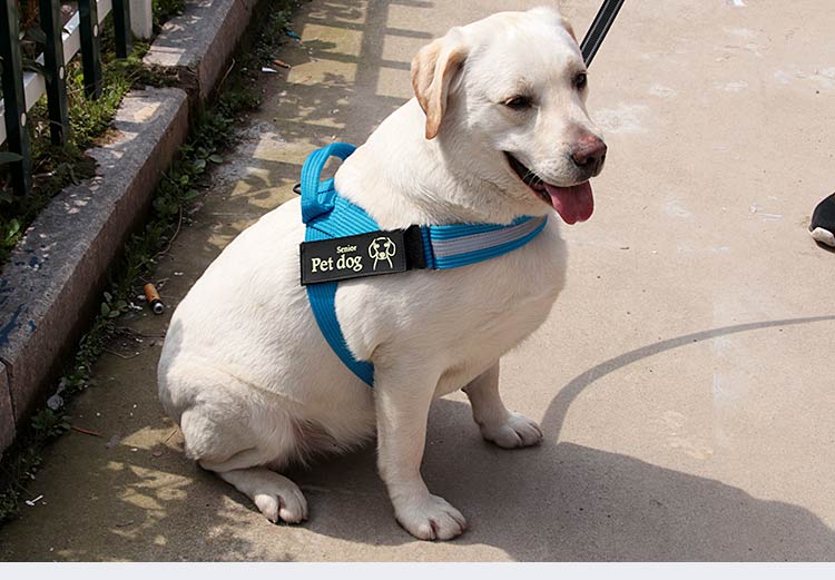 Chain Leash Vest Harness For Dogs