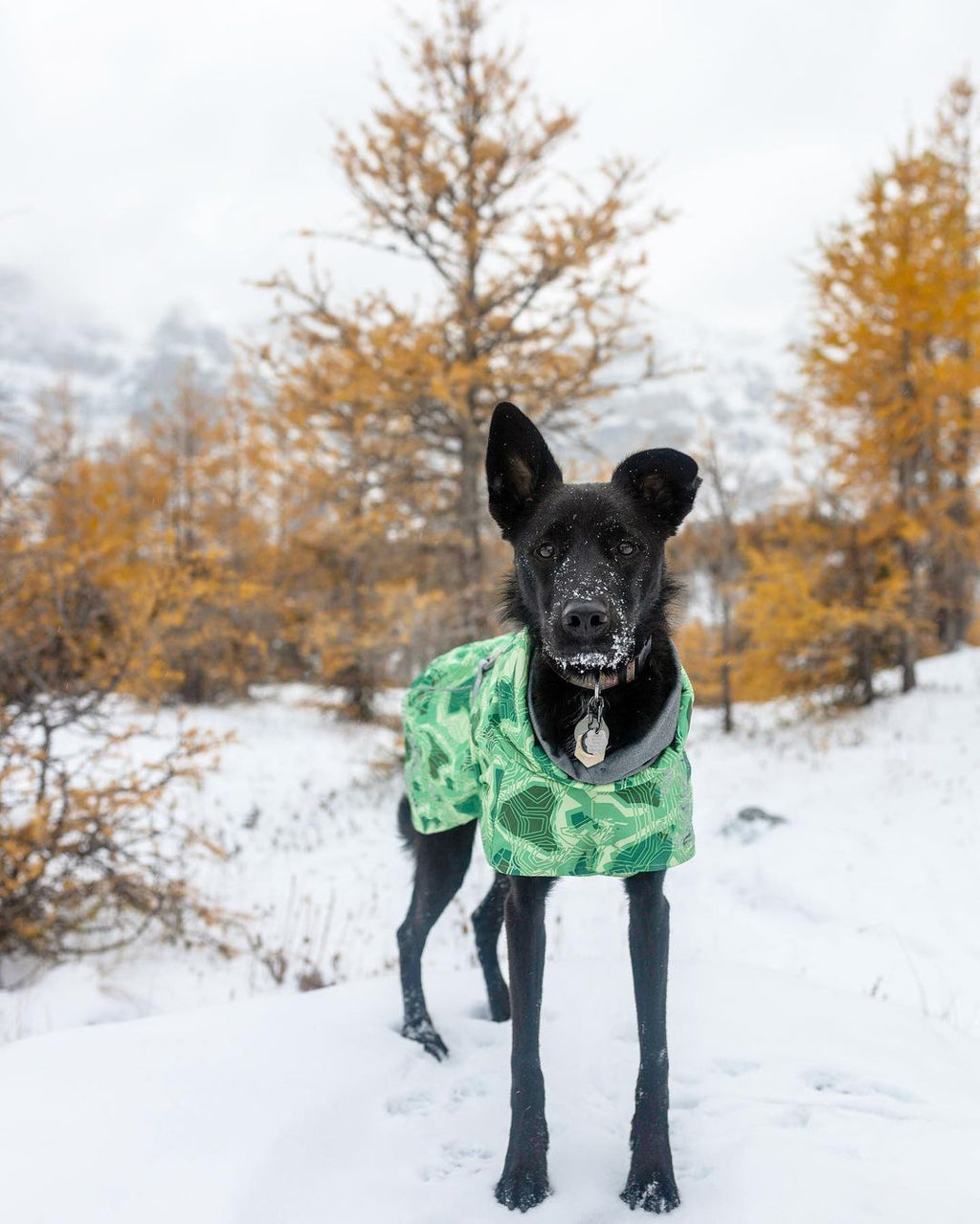 Quilted Waterproof Large Dog Coat