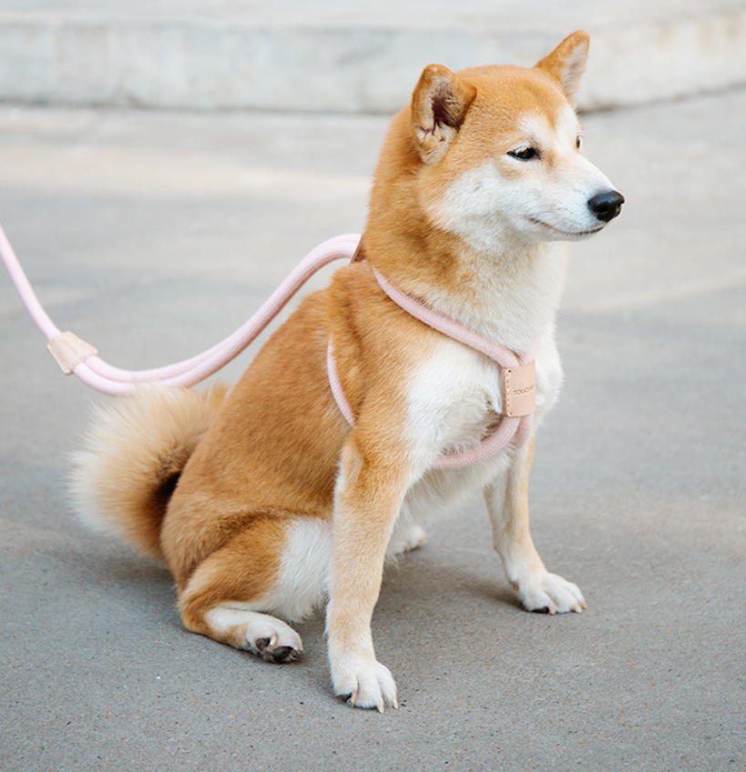 Pet Dual-Purpose Integrated Round Rope Dog Leash