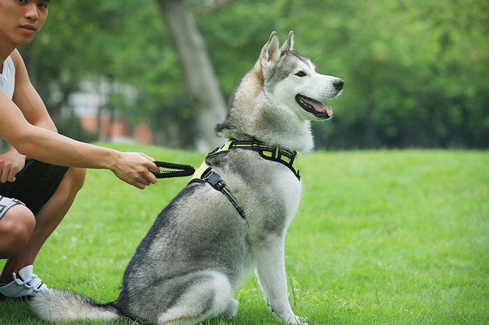 Reflective Dog Strap