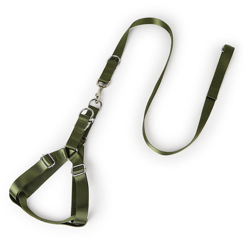 Golden Wool Edged Shepherd Husky With Big Dog Leash