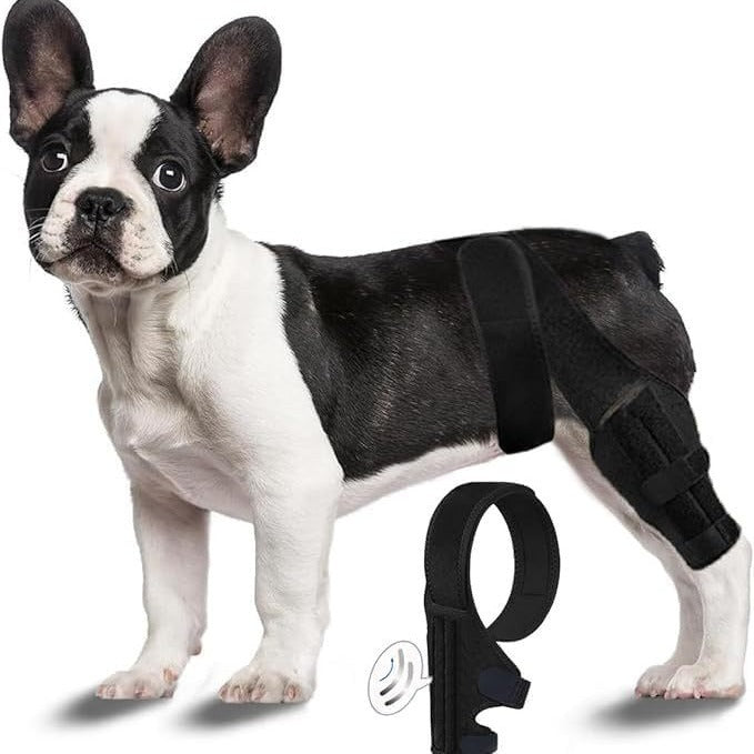 Dog Leg Injury Support Training Belt