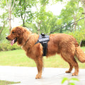 Personalized Pet Chest Strap