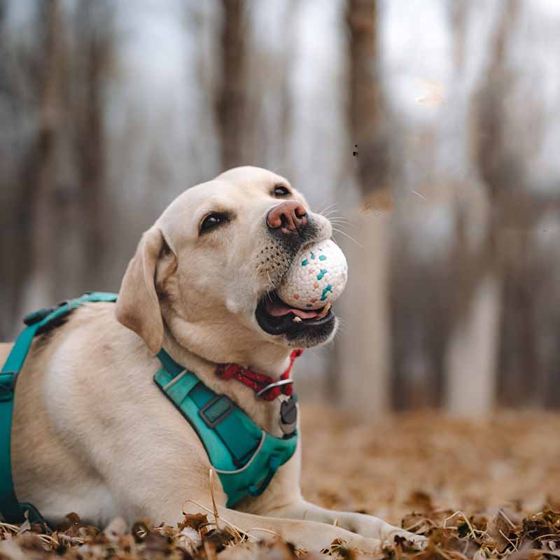 Etpu Resistant Teeth Chewing Pet Dog Toy Ball