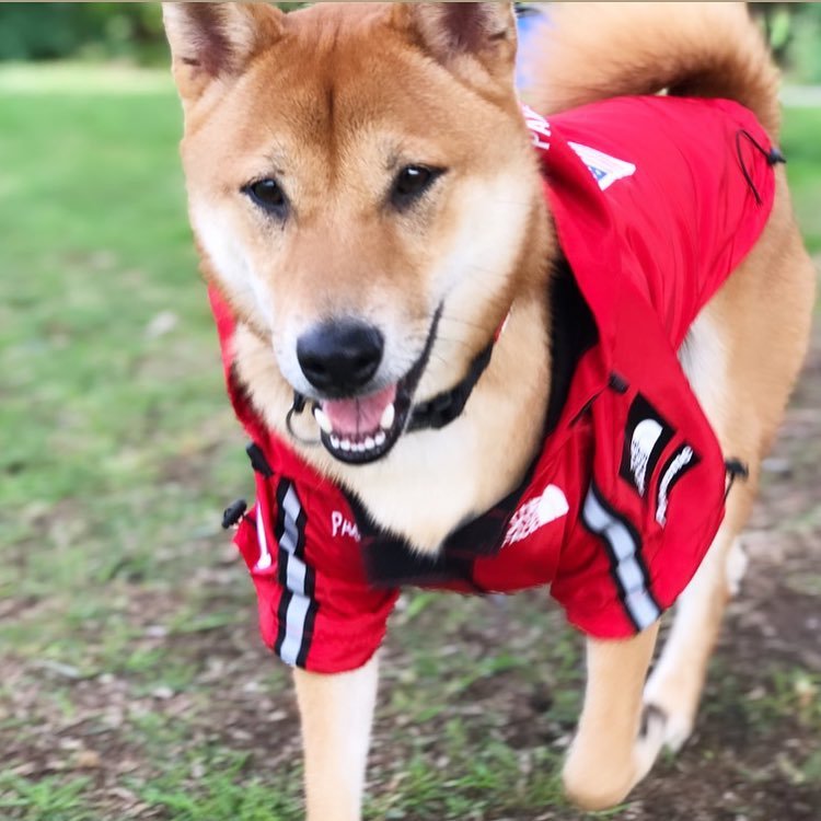 Windproof Rainproof Large Dog Raincoat