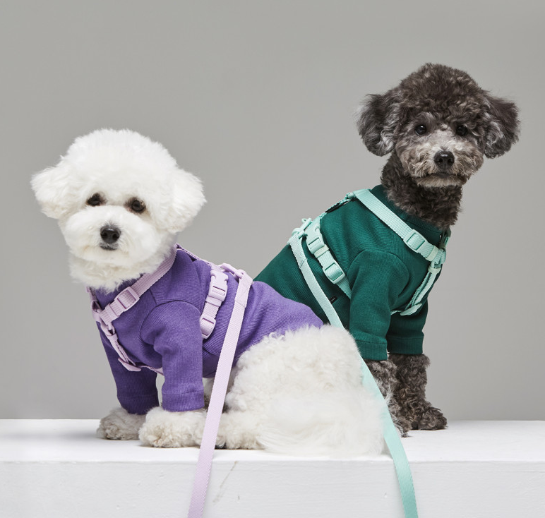 Pet Leash In Macaron Colors