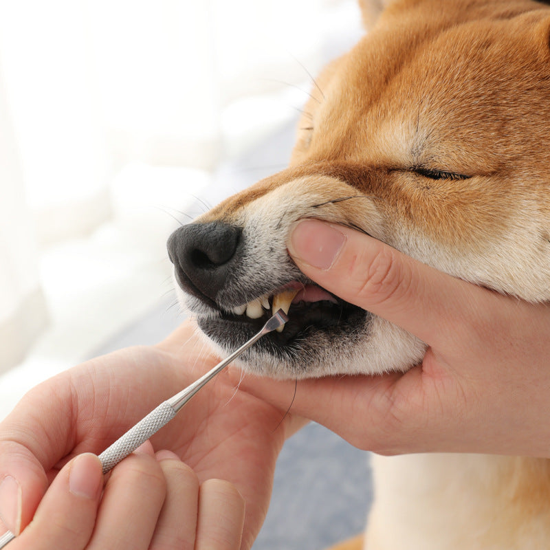 Stainless Steel Pet Teeth Cleaning Pen