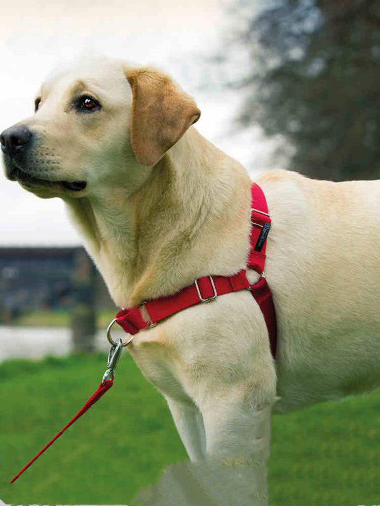 Dog Walking Collar