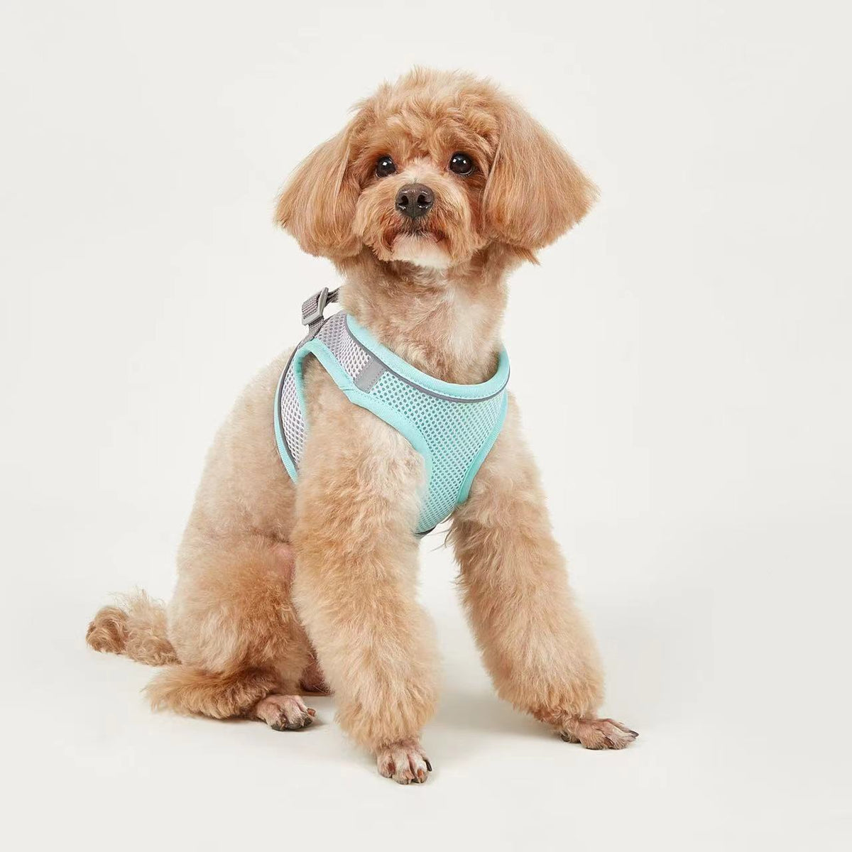 Breathable Small Dog Harness Leash