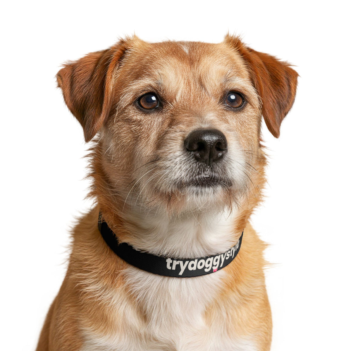 Doggystyle Dog Collar