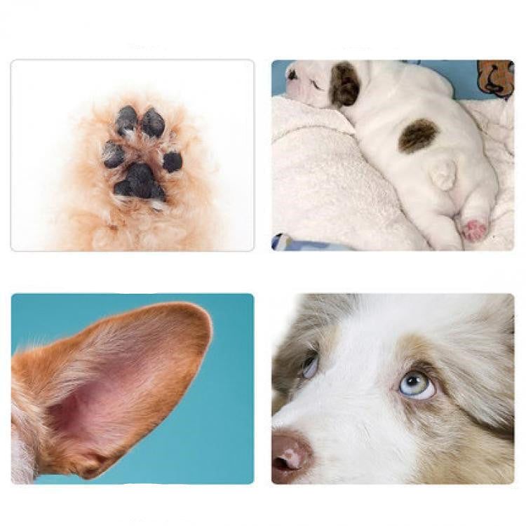 Rechargeable Pet Grooming Trimmer With Scissor