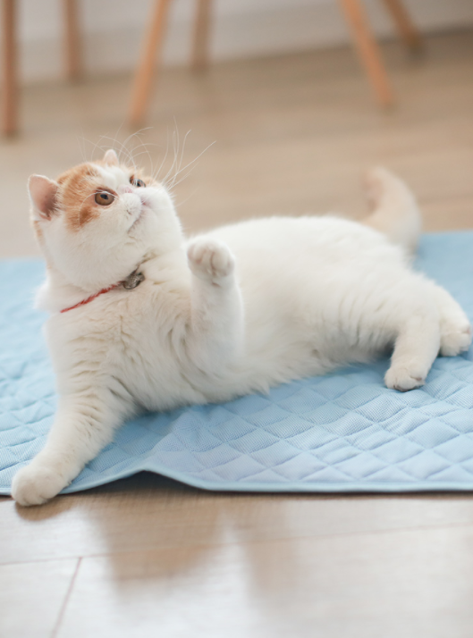 Pet Dog Ice Silk Pad