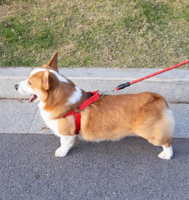 Eva Reflective Pet Dog Leash Collar Set