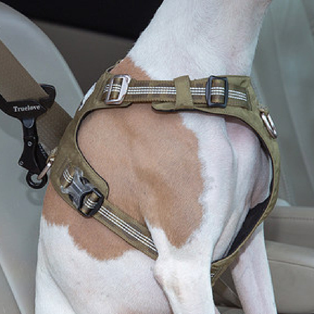 Pet Safety Buckle for Cars