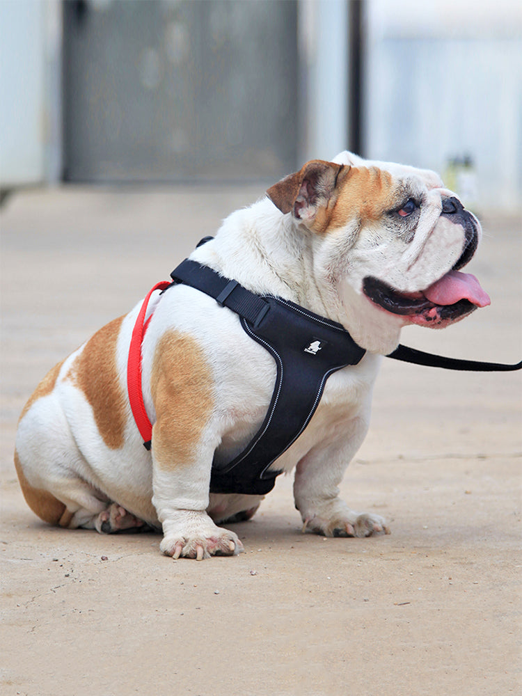 Dog Leash Collar Walking Dog Leash