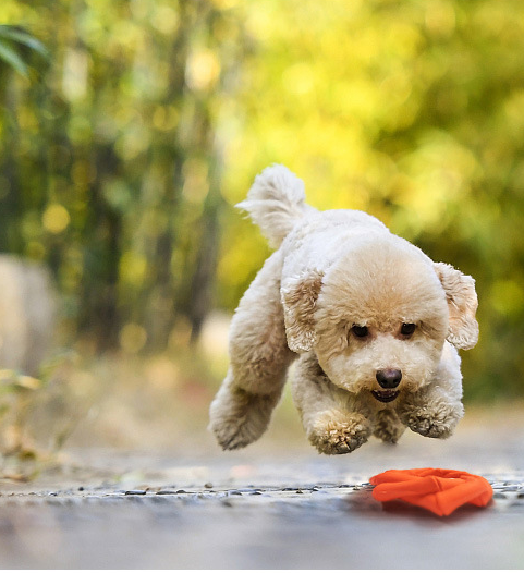 Dog Teething Toy