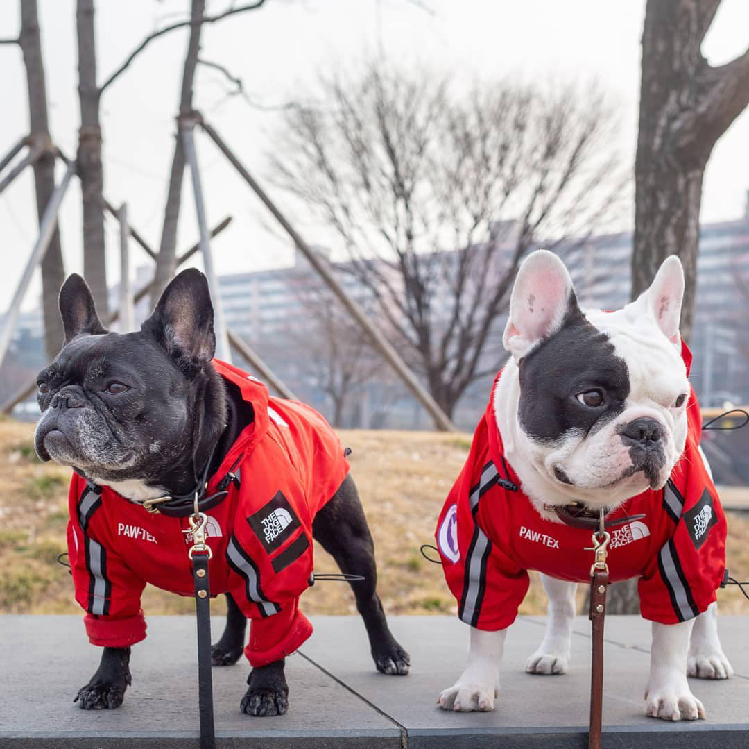Windproof Rainproof Large Dog Raincoat