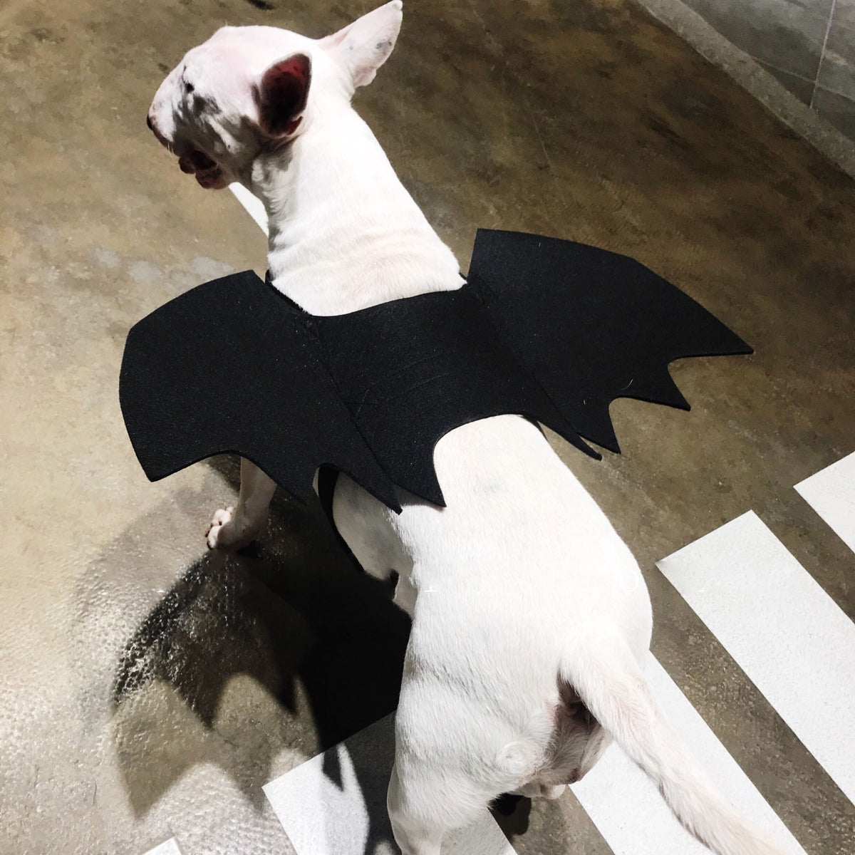Black Pet Bat Wing Accessory