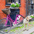 Detachable Bicycle Dog Walker Harness