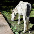 Horse Tail Protective Cover