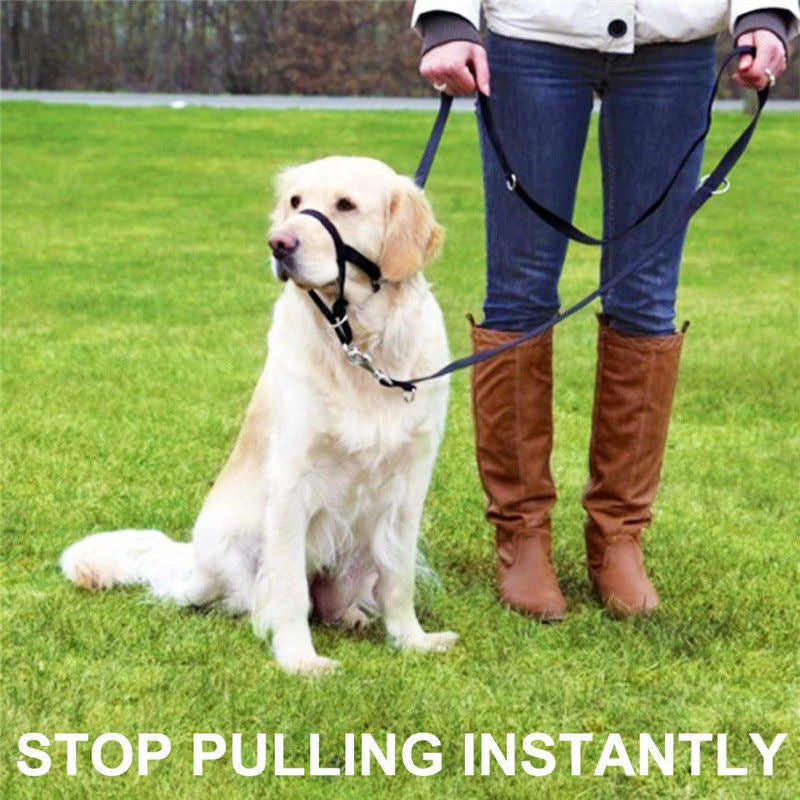 Short-Handled Dog Walking Leash