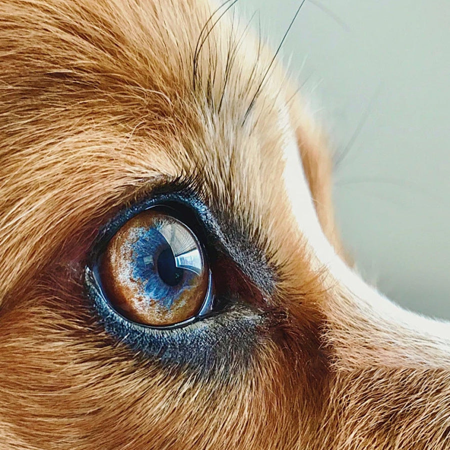 Dog Eye Drops Nutritional Supplement