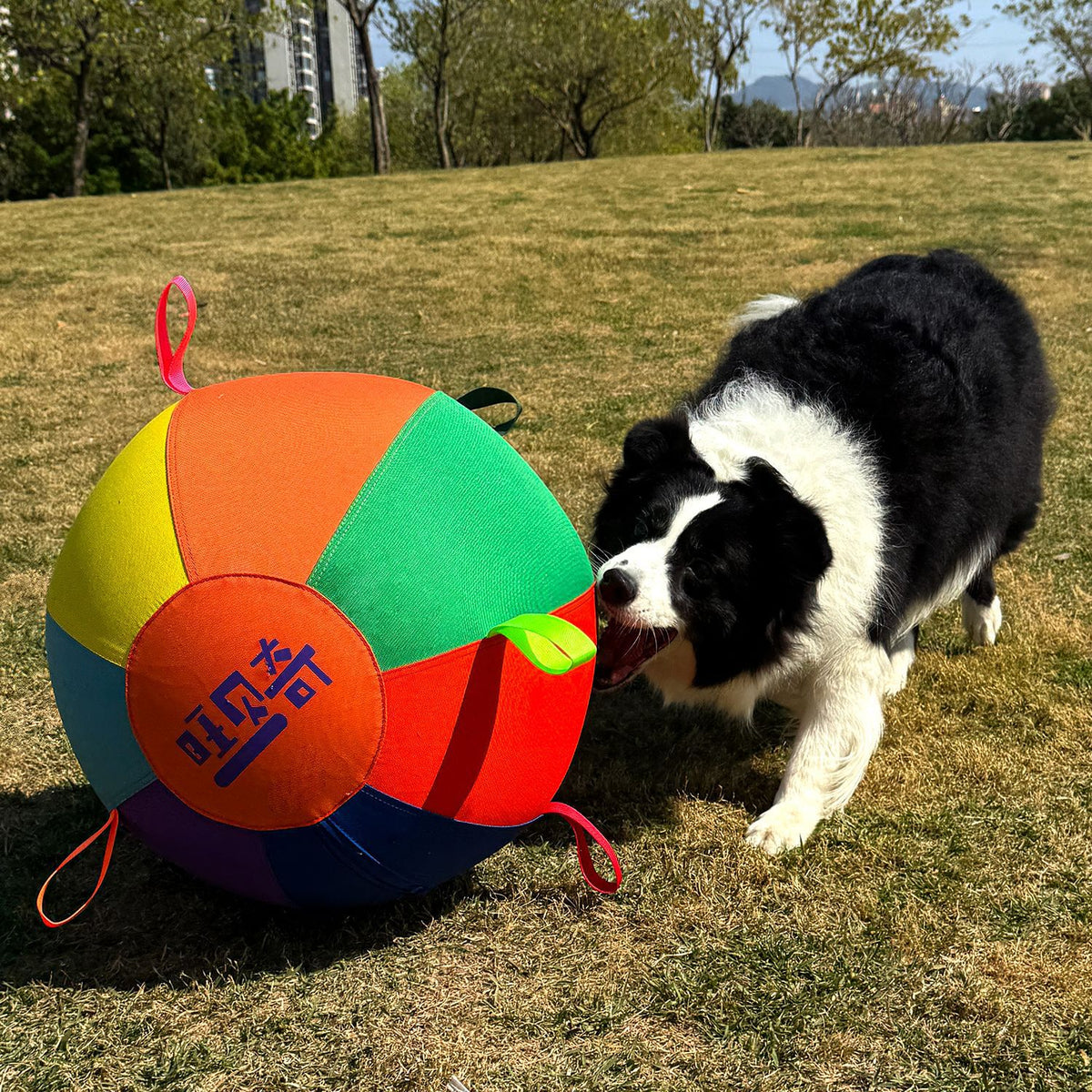 Colorful Inflatable Dog Toy Ball