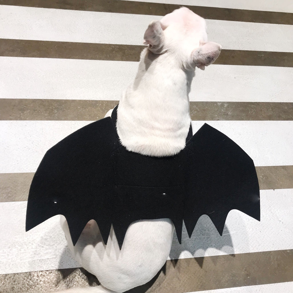Black Pet Bat Wing Accessory