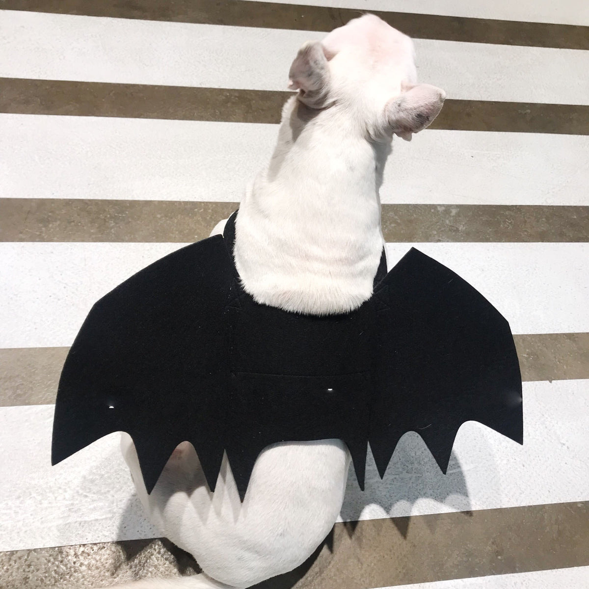Black Pet Bat Wing Accessory