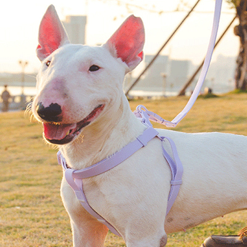 Jelly Color Pvc Chest Back Collar Waterproof Pet Products