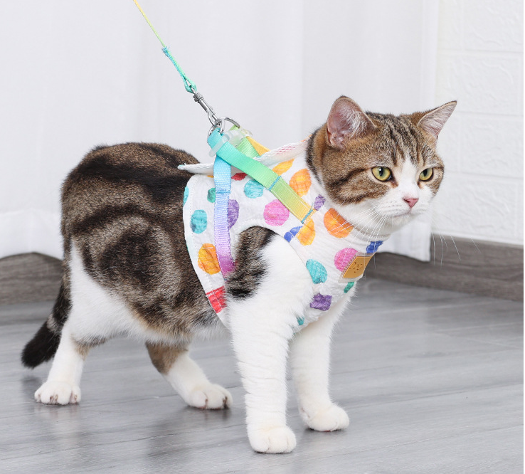Pet Small Or Medium Sized Dog On A Chested Leash