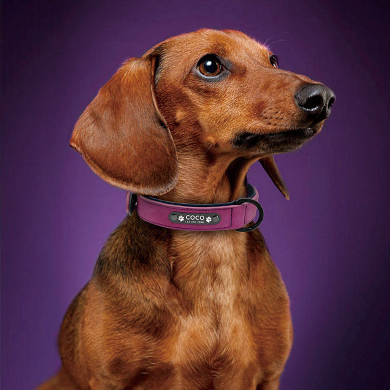 Anti-Loss Pet Alaskan Neck Collar