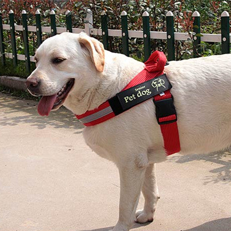 Chain Leash Vest Harness For Dogs