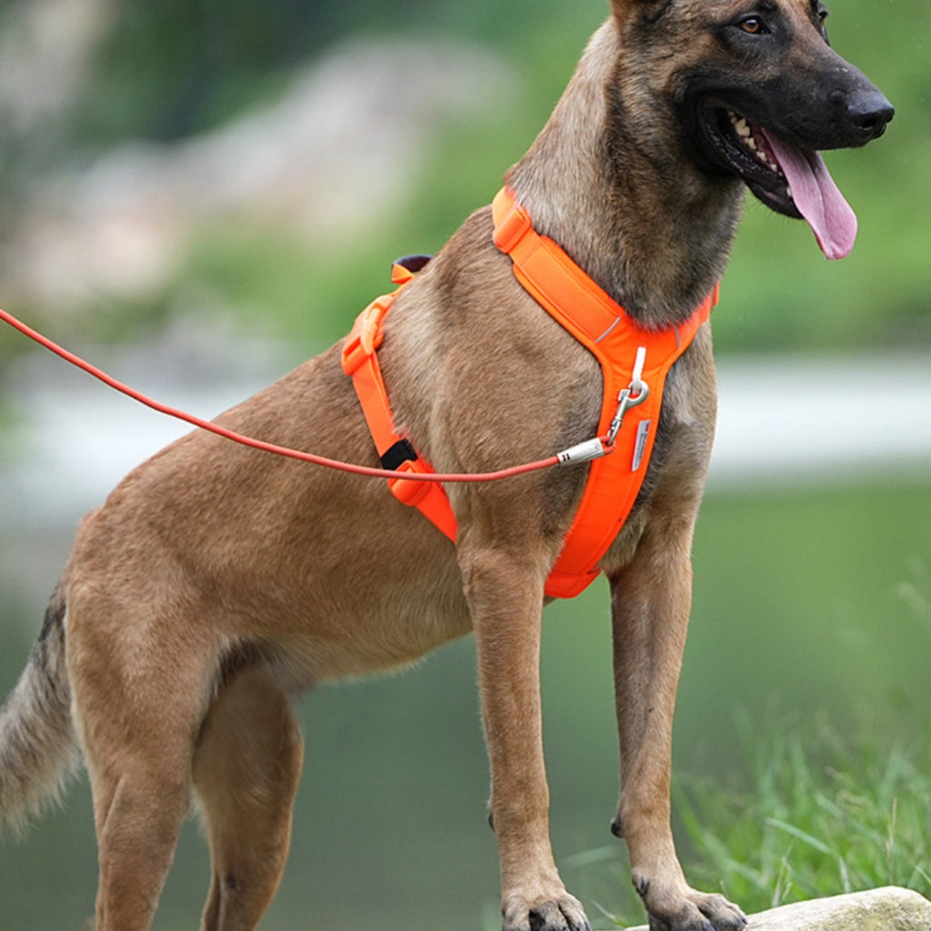 Multi-Functional Minimalist Outdoor Dog Harness