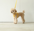 Pet Leash In Macaron Colors