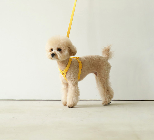 Pet Leash In Macaron Colors